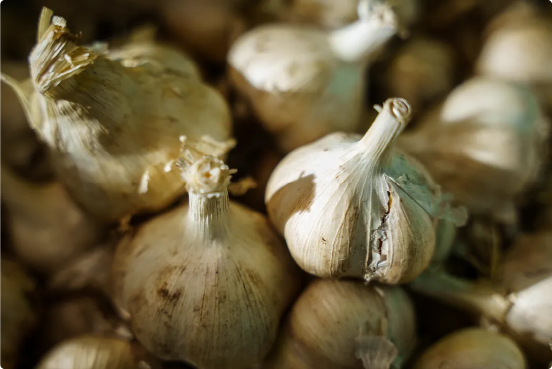 にんにくの状態や歩留まりの報告