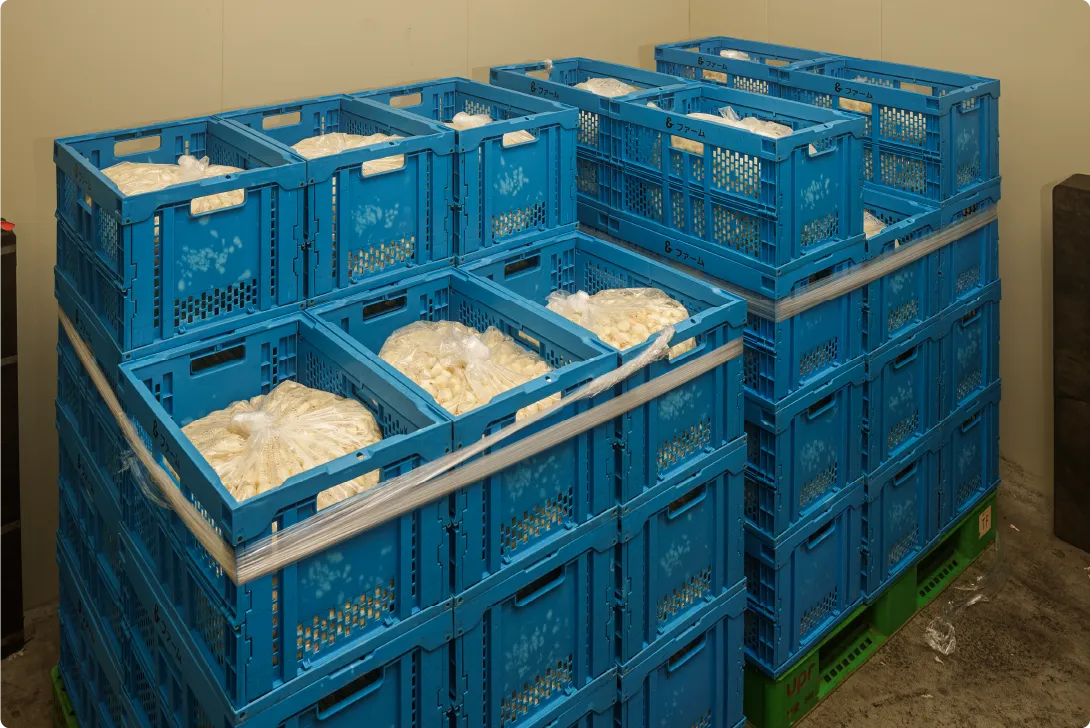 にんにくの鮮度を保つため、スピーディーな加工と納品